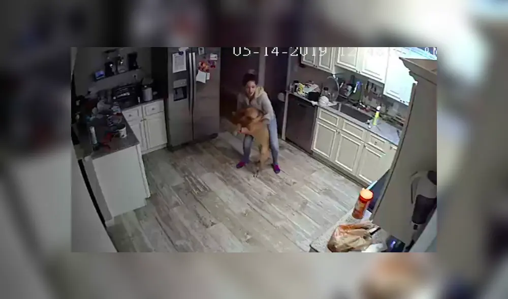 Video es viral en Facebook. El joven jamás imaginó que descubriría el secreto mejor guardado de su novia y perro, luego de revisar los videos de vigilancia. Video es viral en Facebook. El joven jamás imaginó que descubriría el secreto mejor guardado de su novia y perro, luego de revisar los videos de vigilancia.