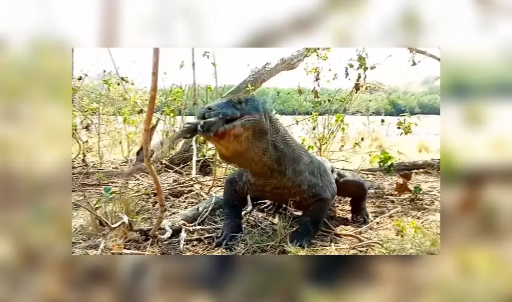 Un video viral muestra como un enorme dragón de komodo devora por completo a un indefenso mono.