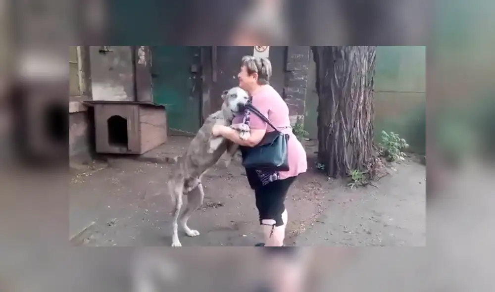 YouTube viral: perro se reencuentra con su dueña tras varios años y su reacción emociona a miles [VIDEO]