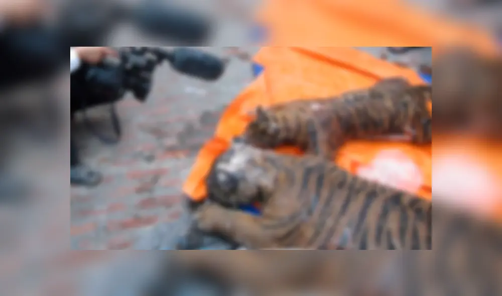 Vietnam: hallan siete tigres congelados para ser vendidos