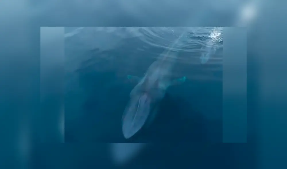 A través de un drone, investigadores captaron a una extraña ballena junto a su bebé. A través de un drone, investigadores captaron a una extraña ballena junto a su bebé.