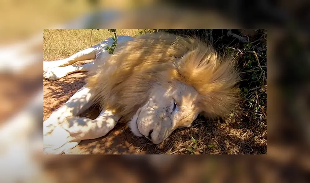 Desliza hacia la izquierda para ver las imágenes del viral de YouTube. Foto: The Lion Whisperer. Desliza hacia la izquierda para ver las imágenes del viral de YouTube. Foto: The Lion Whisperer.