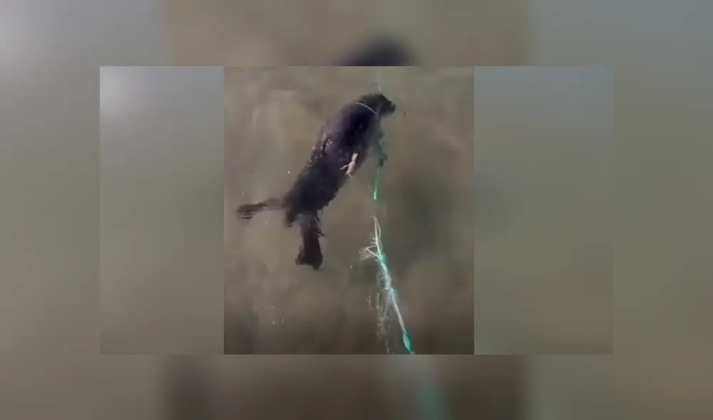 Desliza para ver los momentos más impactantes del video que se hizo viral en Facebook. Desliza para ver los momentos más impactantes del video que se hizo viral en Facebook.