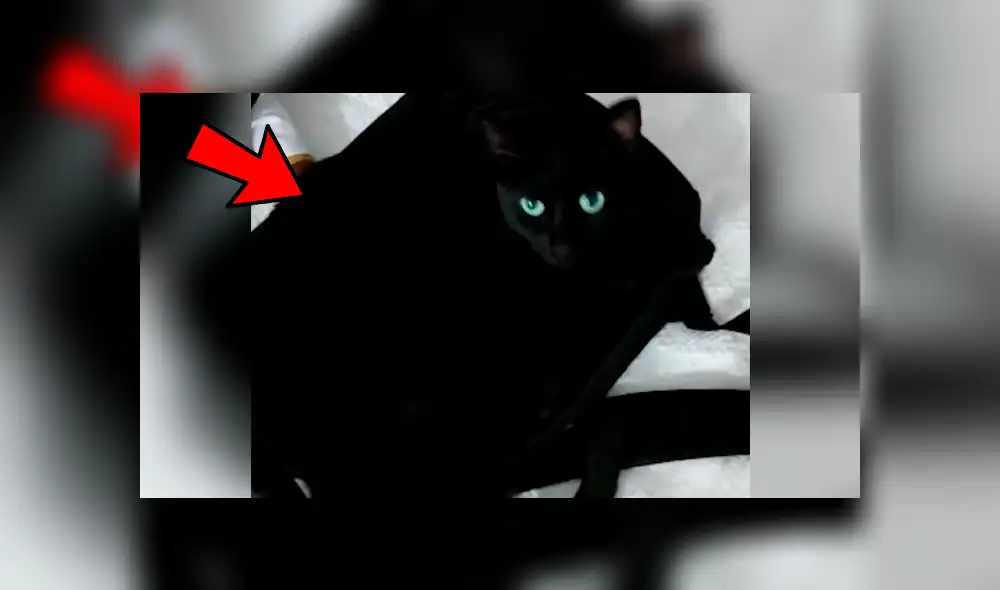 YouTube viral: escucha extraños ruidos en su maletín, lo revisa y descubre un peculiar ‘invitado’ YouTube viral: escucha extraños ruidos en su maletín, lo revisa y descubre un peculiar ‘invitado’