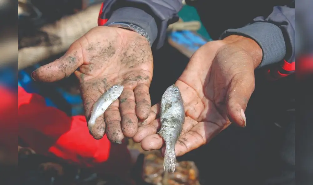 Pescadores piden rápida intervención para evitar la reducción de especies marinas (Foto: difusión)