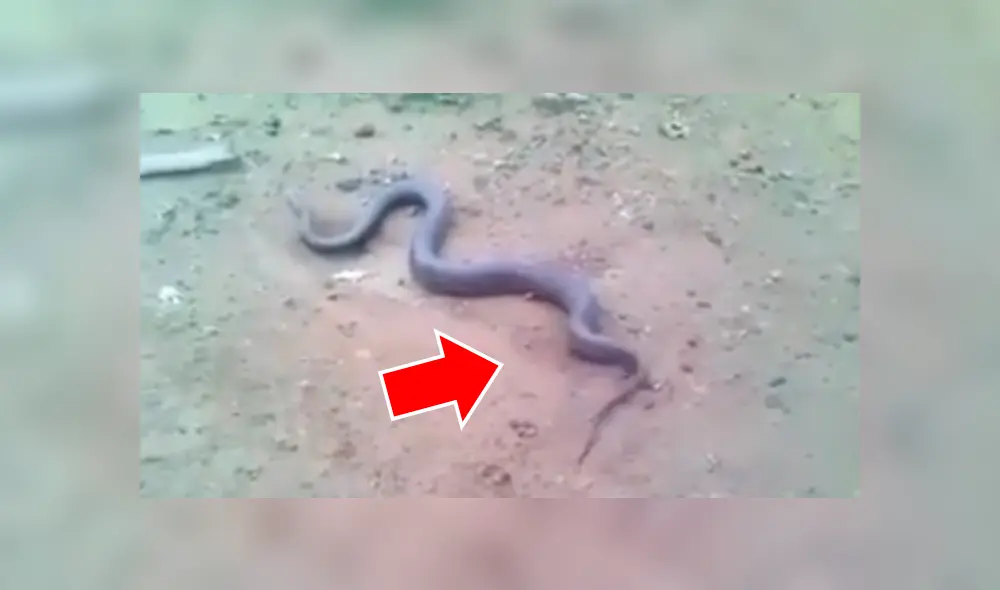 Voraz serpiente pare a sus crías y genera terror en usuarios de Facebook por el aspecto de los reptiles bebés. Voraz serpiente pare a sus crías y genera terror en usuarios de Facebook por el aspecto de los reptiles bebés.
