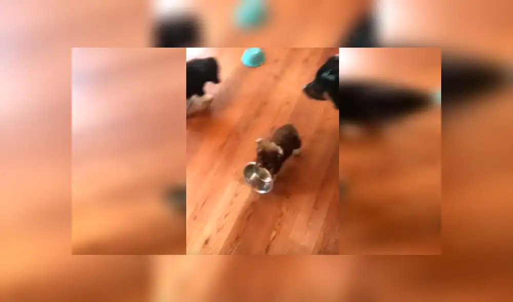 En YouTube, un cachorro no soportó que su dueña atienda a sus hermanos primero y tuvo una inusual reacción.