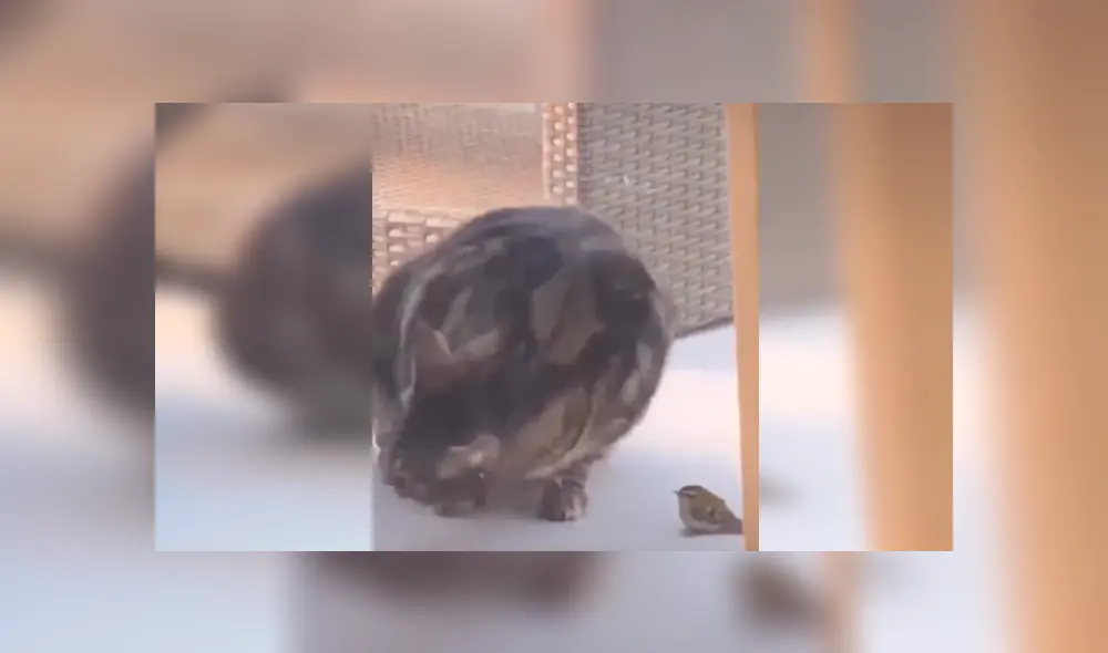 Desliza las imágenes hacia la izquierda para observar el incidente que protagonizó un gato junto a una pequeña ave. Desliza las imágenes hacia la izquierda para observar el incidente que protagonizó un gato junto a una pequeña ave.