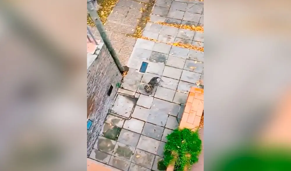 Desliza las imágenes hacia la izquierda para apreciar el noble gesto de un joven con unos indefensos canes. Fotocaptura: TikTok.