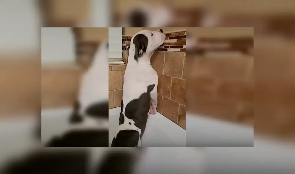 Video es viral en YouTube. El can se rehusaba a ver el agua correr por la tina y adoptó un peculiar comportamiento que su dueña no dudó en grabar