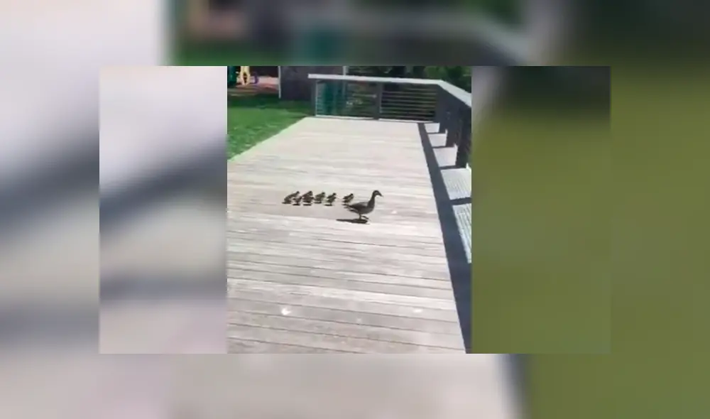 Video es viral en YouTube. Turistas grabaron la peculiar hazaña de los patos recién nacidos cuando se dejaban guiar por su madre