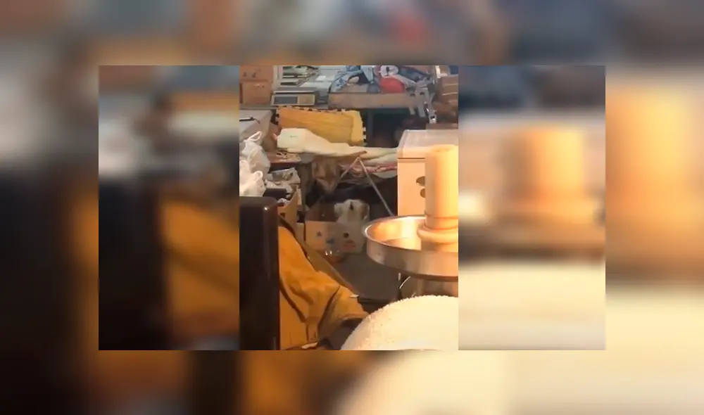 En Facebook, un perro llamó la atención de su dueño por su singular forma de moverse al ritmo de hip hop.