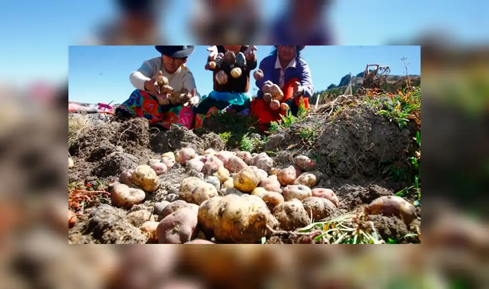 Autorizan que el Ministerio de Agricultura adquiera excedentes de papa blanca por S/ 50 millones