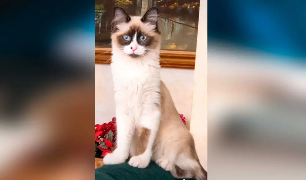 Desliza las imágenes para ver el gran cambio que experimentó este minino luego de ser adoptado por una solidaria joven. Foto: Captura de TikTok/dorismi18