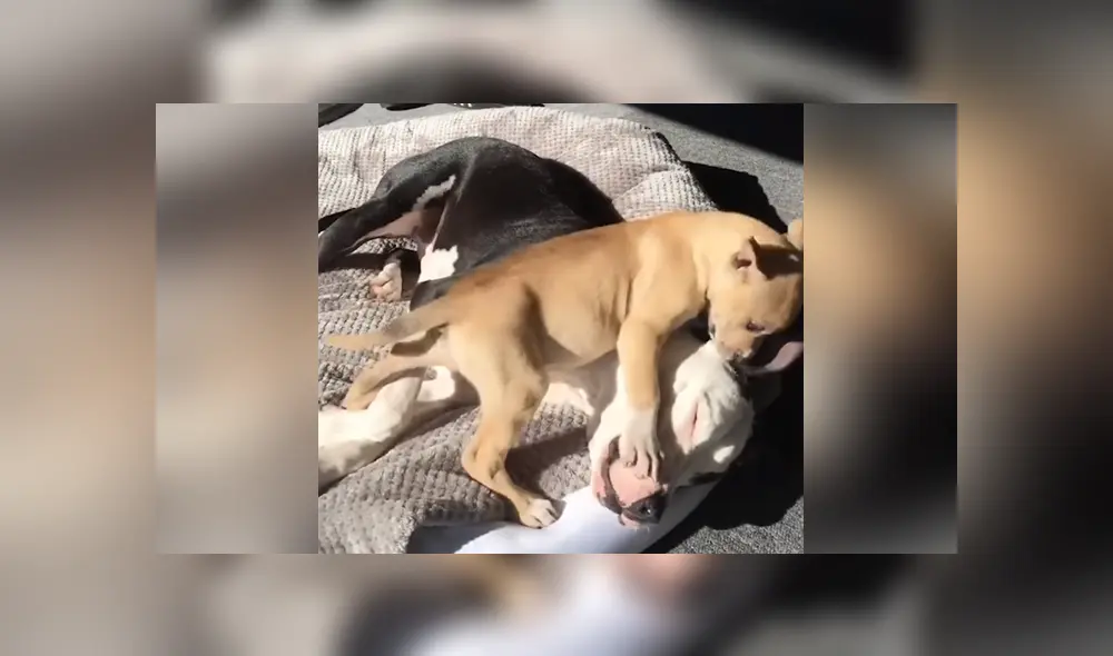 El perro se se encarga de cuidar a todos los pequeños canes que llegan al refugio donde vive. Foto: YouTube El perro se se encarga de cuidar a todos los pequeños canes que llegan al refugio donde vive. Foto: YouTube