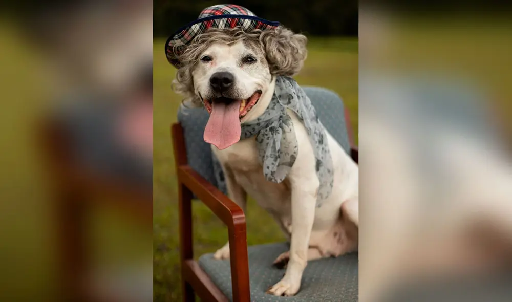 Desliza las imágenes para ver la sesión fotográfica de unos perros al modelar unos trajes y accesorios. Foto: Flagler Humane Society