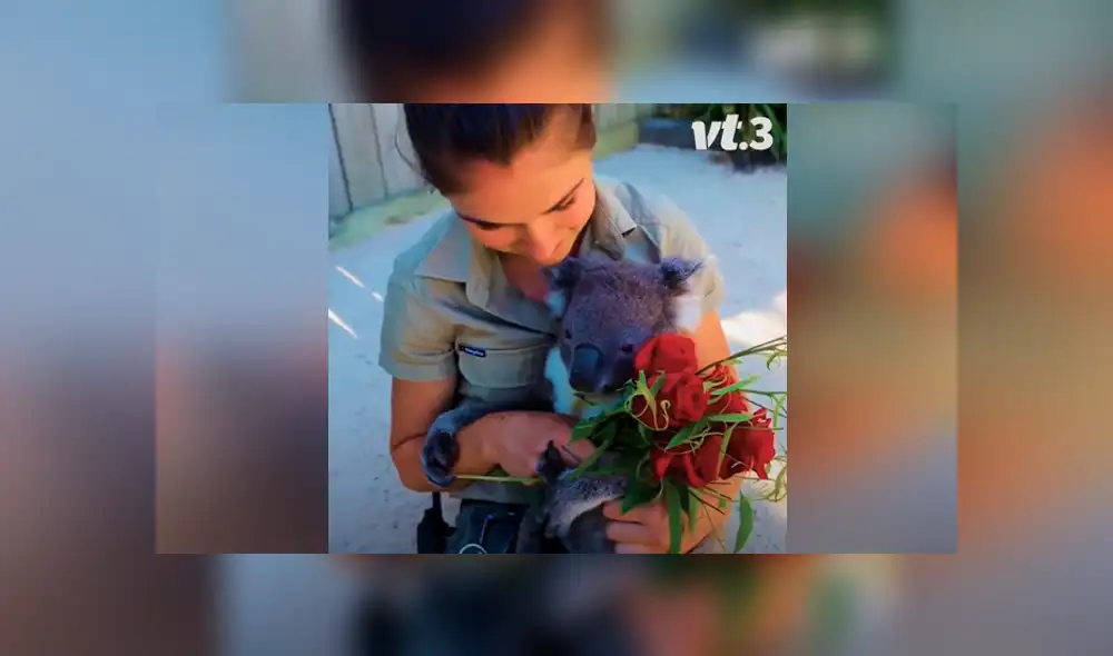 Desliza las imágenes para ver qué ocurrió entre Harry y James, dos simpáticos koalas que se enfrentaron por el amor de su cuidadora. Foto: Captura/VT Desliza las imágenes para ver qué ocurrió entre Harry y James, dos simpáticos koalas que se enfrentaron por el amor de su cuidadora. Foto: Captura/VT