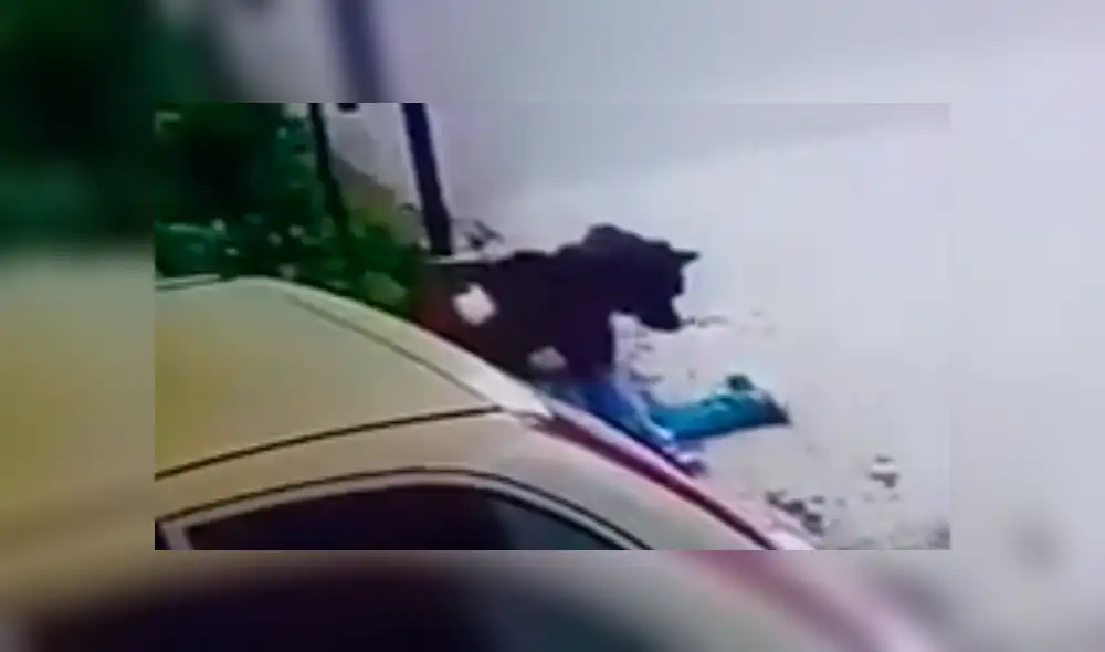 En YouTube, un delincuente aprovechó que una familia salió de su vivienda para ingresar y fue impedido por un perro. En YouTube, un delincuente aprovechó que una familia salió de su vivienda para ingresar y fue impedido por un perro.