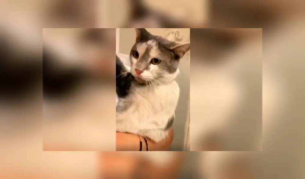 Desliza las imágenes hacia la izquierda para conocer la reacción de un gato cuando su dueña lo quiere bañar. Desliza las imágenes hacia la izquierda para conocer la reacción de un gato cuando su dueña lo quiere bañar.