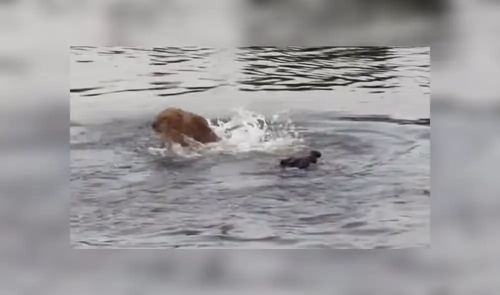 León cruza río lleno de voraces cocodrilos, sin sospechar que sería mordido por la espalda [VIDEO]