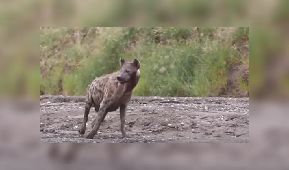 Desliza hacia la izquierda para ver la rápida acción de la hiena para devorar su presa. Video viral de YouTube. Desliza hacia la izquierda para ver la rápida acción de la hiena para devorar su presa. Video viral de YouTube.