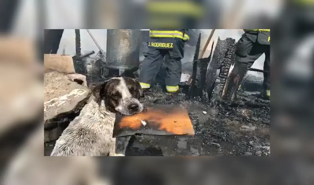 Desliza para conocer detalles del video viral de Facebook. Foto: Captura.