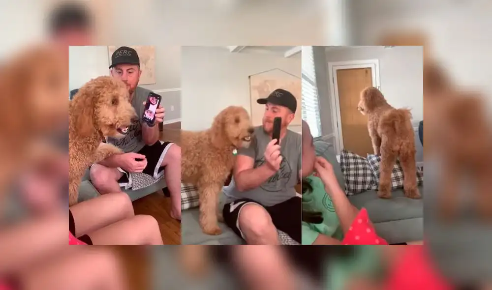 Desliza las imágenes para ver la emotiva reacción que tuvo un perro al escuchar la voz de sus dueños quienes fueron puestos en cuarentena. Foto: RM Videos Desliza las imágenes para ver la emotiva reacción que tuvo un perro al escuchar la voz de sus dueños quienes fueron puestos en cuarentena. Foto: RM Videos