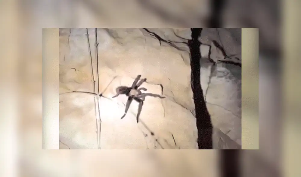 Facebook viral: Chico madruga para ir al baño y se topa con peligrosa criatura que lo quería atacar [VIDEO] 