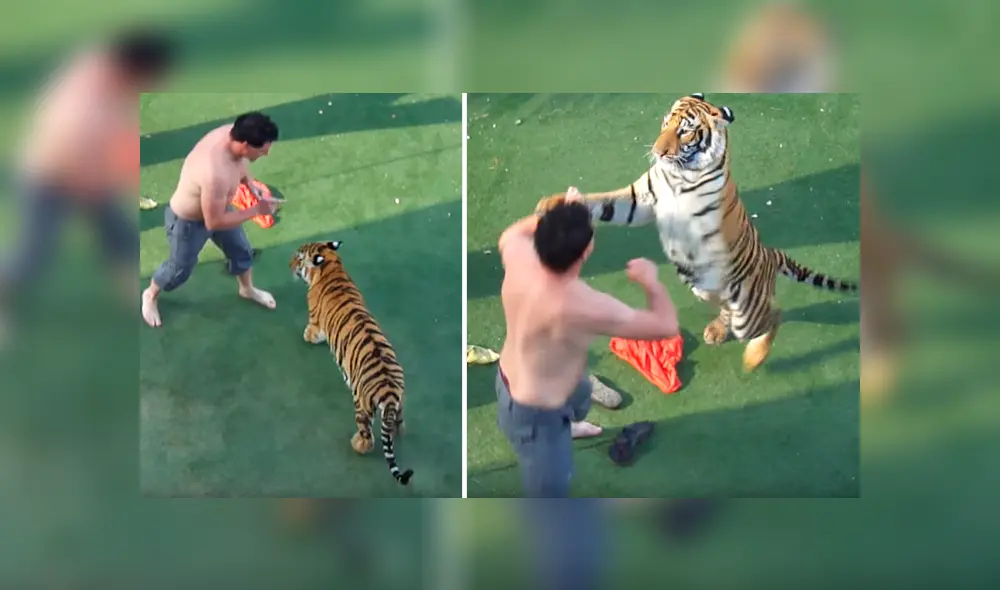 Arriesgado cuidador que aparece en el video de YouTube intentó adiestrar a un enfurecido tigre.