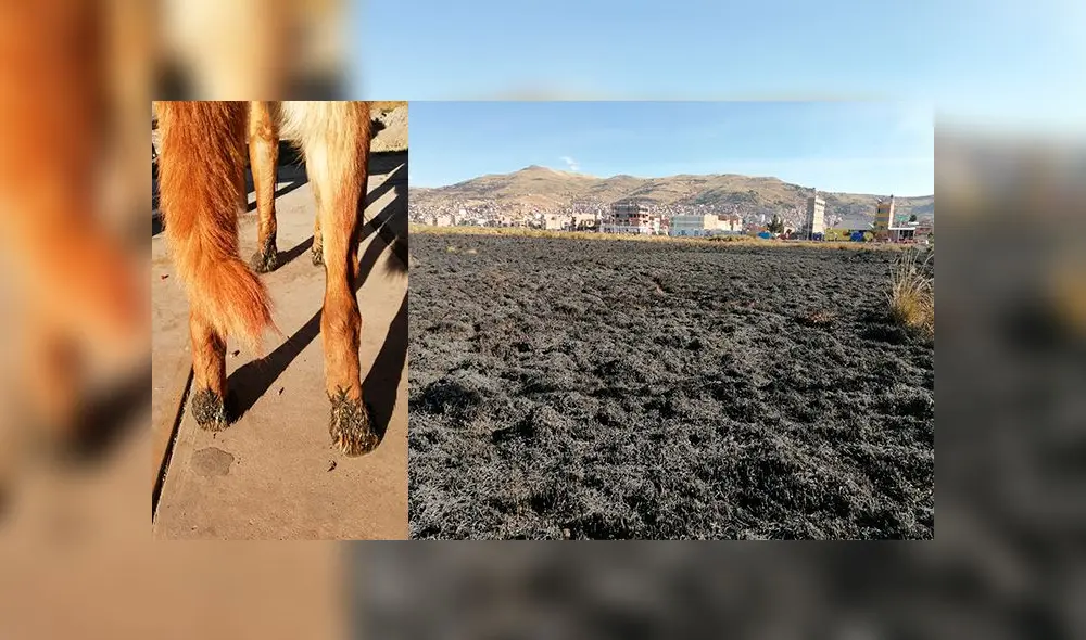 Varios perros escaparon del fuego aullando porque se habían quemado sus patas a tal punto que les salieron llagas. Varios perros escaparon del fuego aullando porque se habían quemado sus patas a tal punto que les salieron llagas.