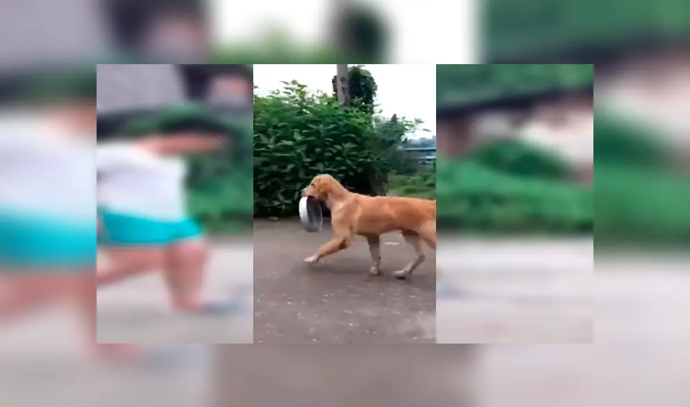 En Facebook, un perro sostenía su plato de comida para pedir comida a las personas en la calle y recibió conmovedora ayuda.