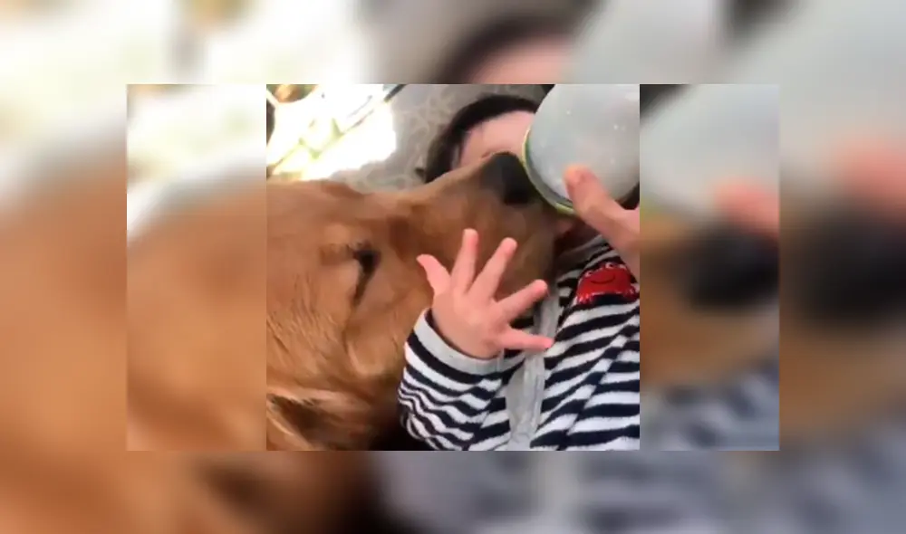 En Facebook, un perro se encargó de cuidar y proteger al bebé de su dueña aprovechando su distracción. En Facebook, un perro se encargó de cuidar y proteger al bebé de su dueña aprovechando su distracción.