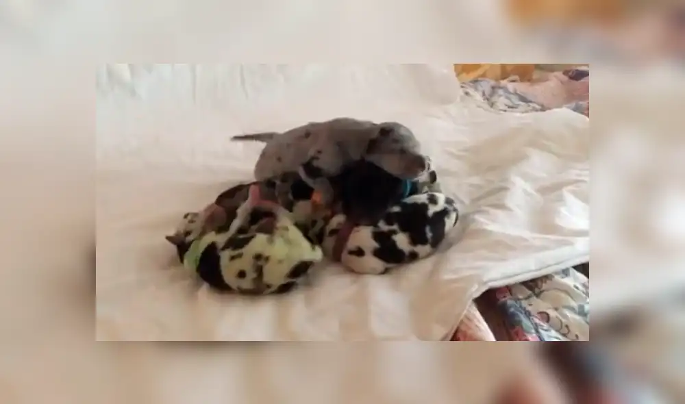 En YouTube, una señora quedó espantada al descubrir el color del pelaje que obtuvo una de las crías de su mascota.