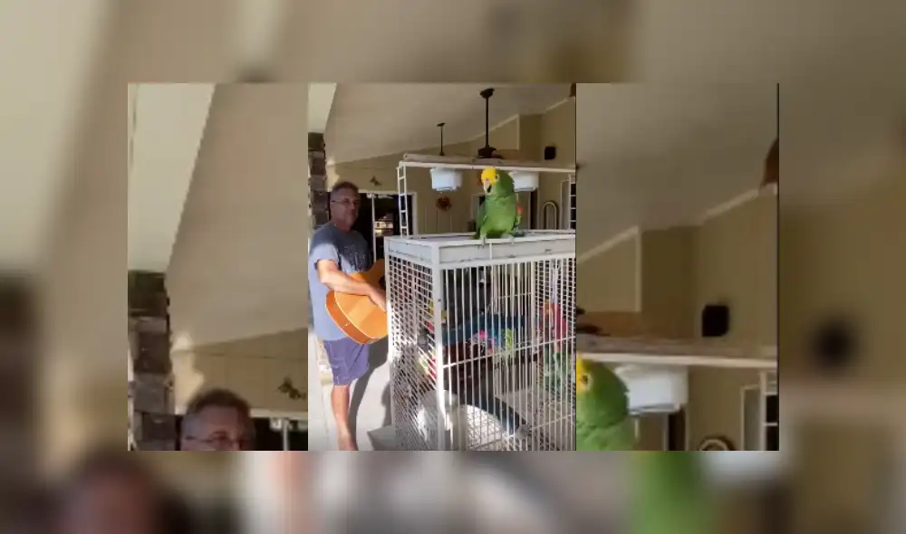 Video es viral en YouTube. El ave sorprendió a su dueño con su singular talento para crear una melodía acorde con el sonido de la guitarra. Fotocaptura: Facebook