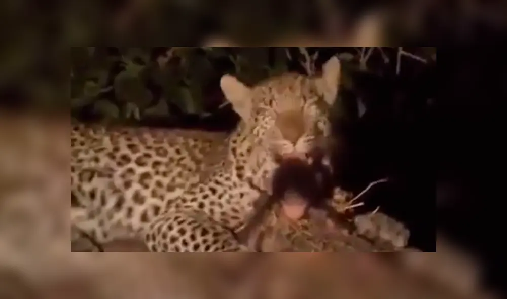 YouTube viral: leopardo captura a mono bebé y lo que hace con el animal sorprende al mundo [VIDEO]