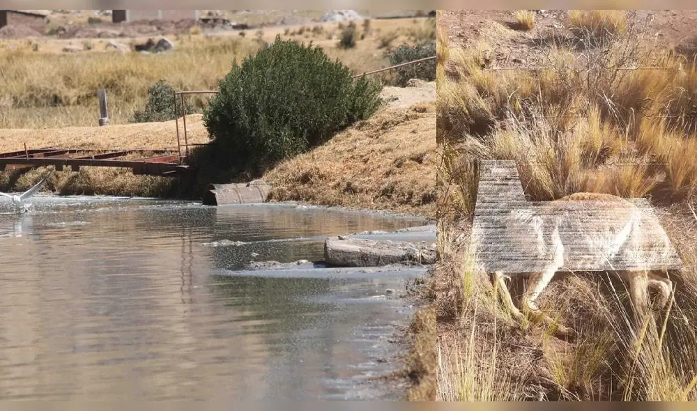 Puno. Aparición de vicuñas muertas causa preocupación entre comuneros.
