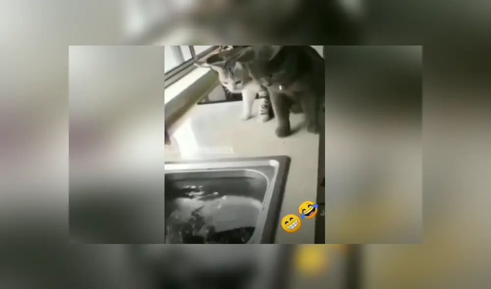 A través de Facebook se hizo viral el divertido momento en que pez intenta atacar a dos curiosos gatos. A través de Facebook se hizo viral el divertido momento en que pez intenta atacar a dos curiosos gatos.