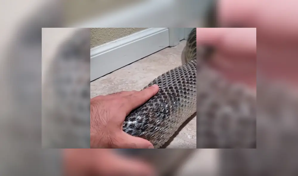 Video viral de Facebook muestra el perturbador momento en que un joven ayuda a retirar la piel de una enorme anaconda