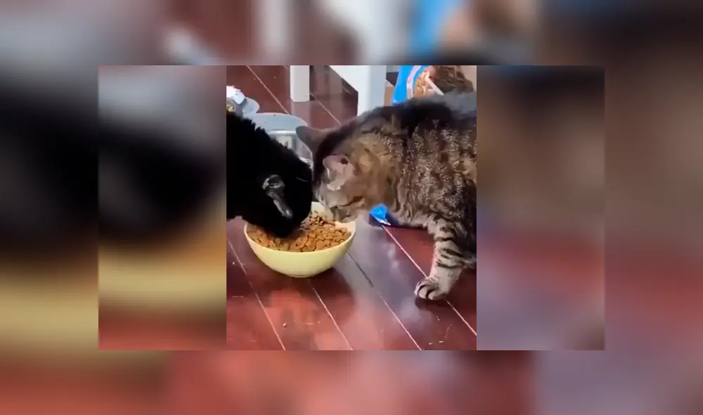 Desliza las imágenes para observa el comportamiento de un gato para impedir que su ‘amigo’ le quite su comida. Foto: Captura.