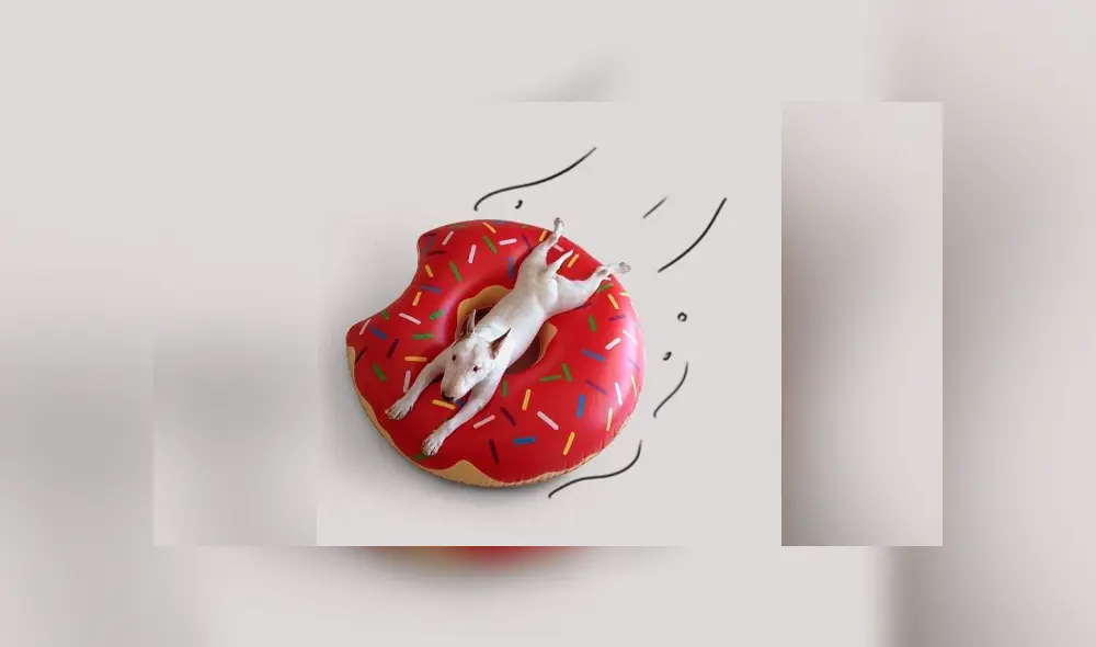 Facebook viral: le hace sesión fotográfica a su perro y divertido resultado enternece a miles Facebook viral: le hace sesión fotográfica a su perro y divertido resultado enternece a miles