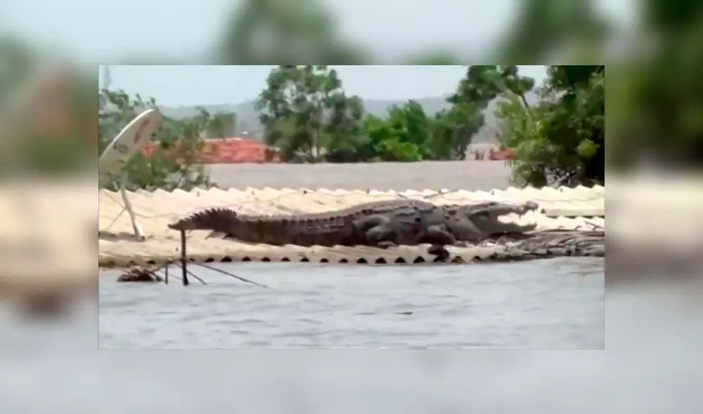 YouTube viral: abandona su casa por inundación, regresa y encuentra un feroz depredador en su techo [VIDEO] 