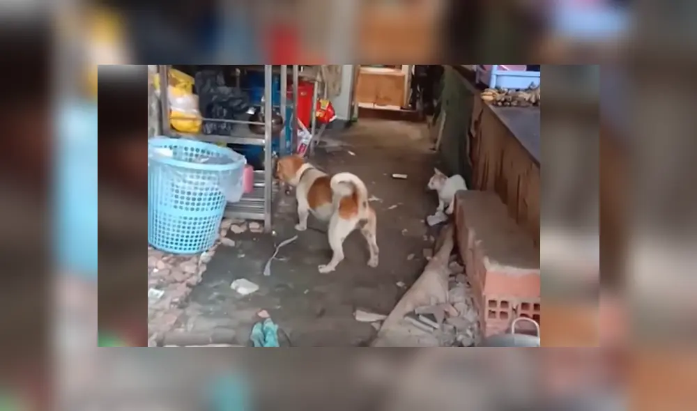 Desliza para ver los detalles del video viral publicado en Facebook. Foto: Captura. Desliza para ver los detalles del video viral publicado en Facebook. Foto: Captura.