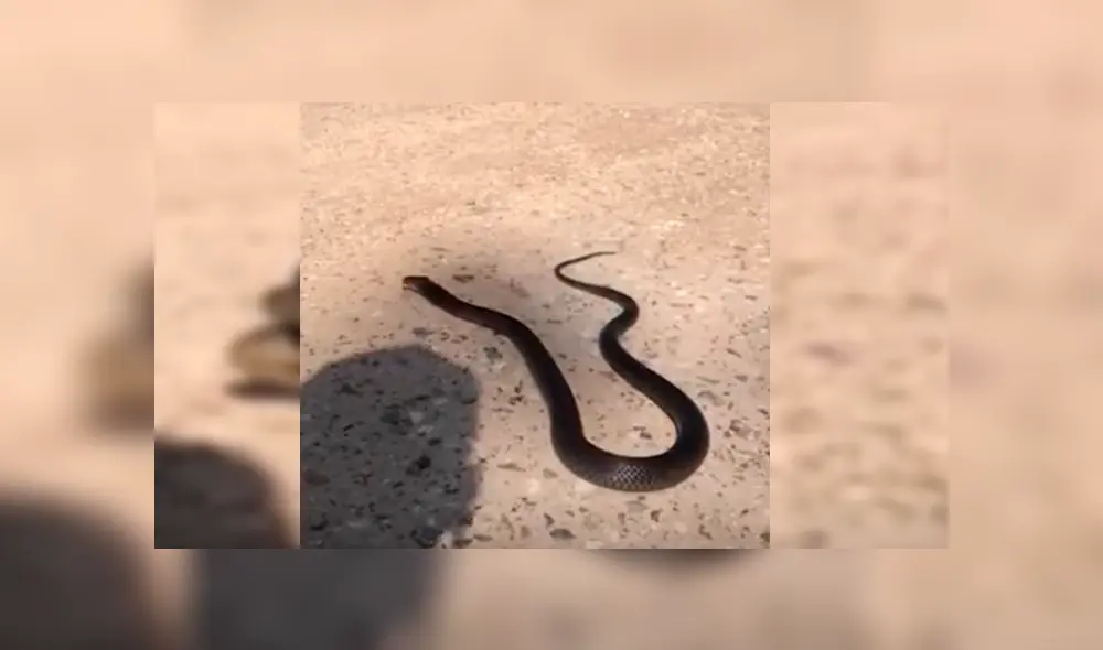 El hombre interactuó con la serpiente por más de un minuto mientras explicaba la razón por la que suelen atacar a los humanos El hombre interactuó con la serpiente por más de un minuto mientras explicaba la razón por la que suelen atacar a los humanos