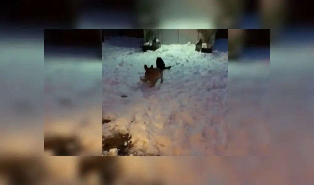 Vía Facebook. El can hizo de todo frente al gato para despertar su atención, pero la reacción del felino no fue lo que esperaba y protagonizó una divertida escena