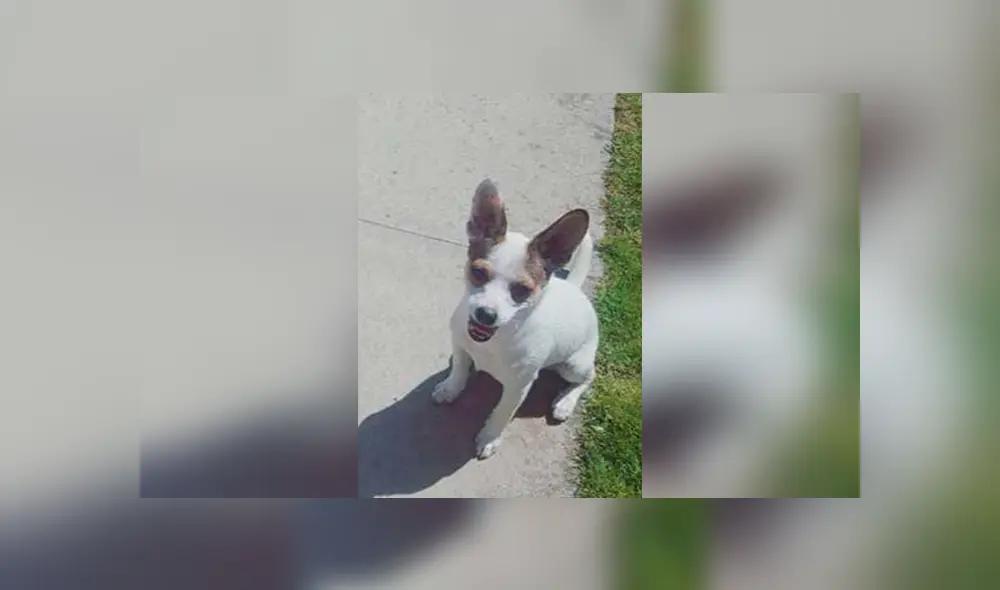 Desliza las imágenes para apreciar la curiosa acción de una perrita para reunirse con su ‘amigo’ y recibir unos mimos. Foto: Captura.