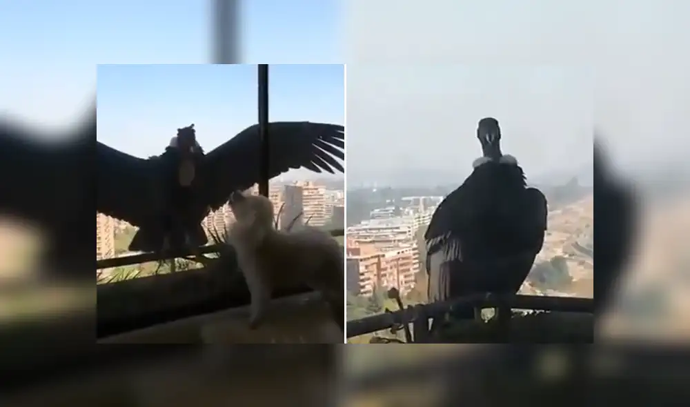 Mediante Facebook se hizo viral el momento en que un cóndor intento cazar a un perro.