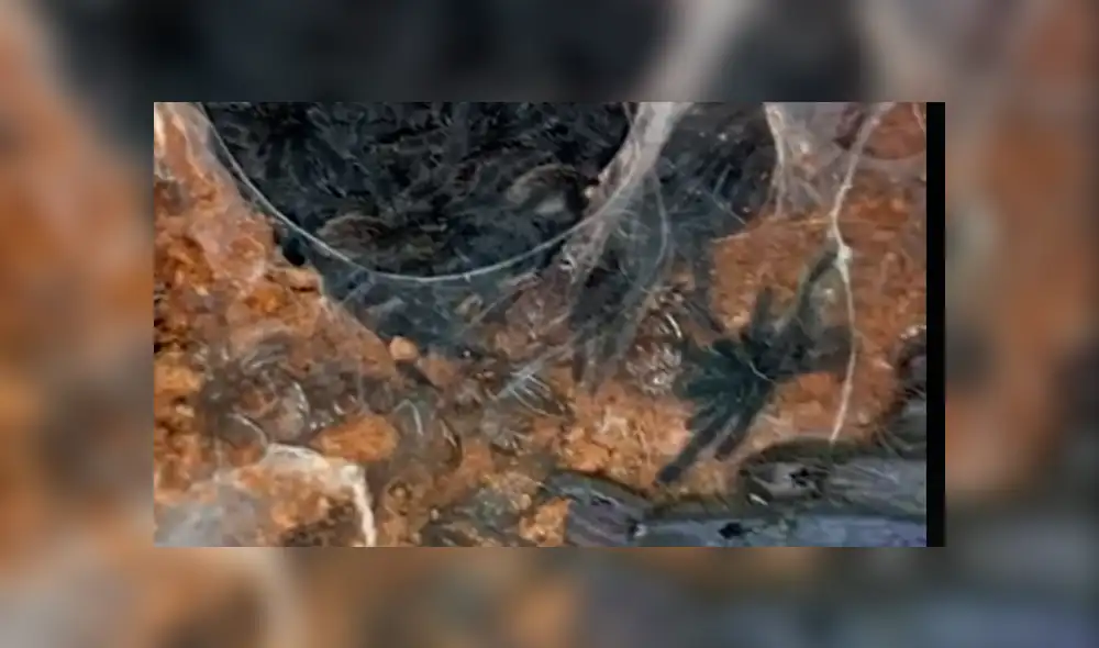 Facebook: tarántula pare a cientos de crías en casa de joven con fobia a insectos [VIDEO]