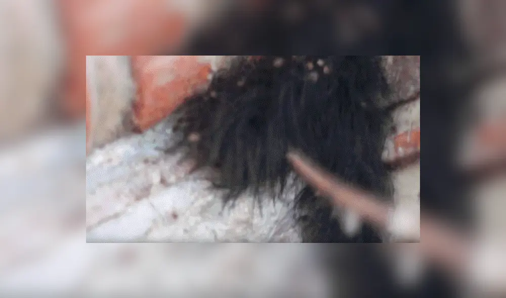 YouTube viral: Encuentra extraña bola de pelos, pero queda perplejo al ver cientos de peligrosas criaturas [VIDEO] 