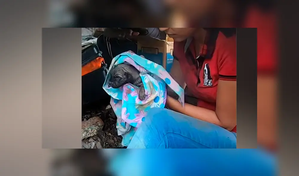 Desliza hacia la izquierda para ver el dramático momento en que los jóvenes rescatan a los perros. Video viral de YouTube.
