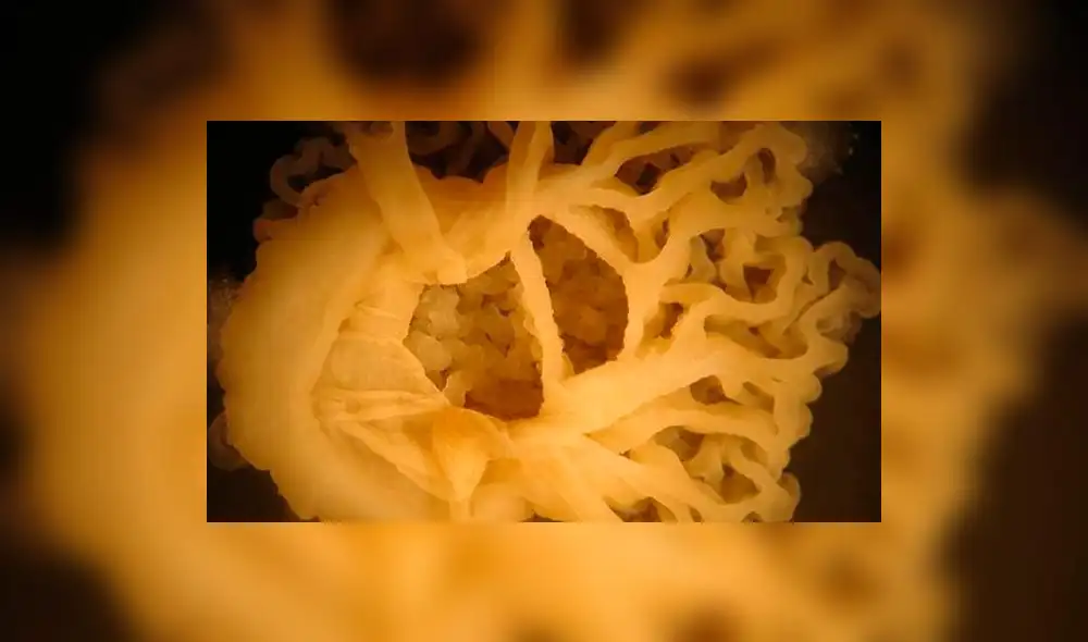 Argentina: descubren bacteria que puede prolongar la vida